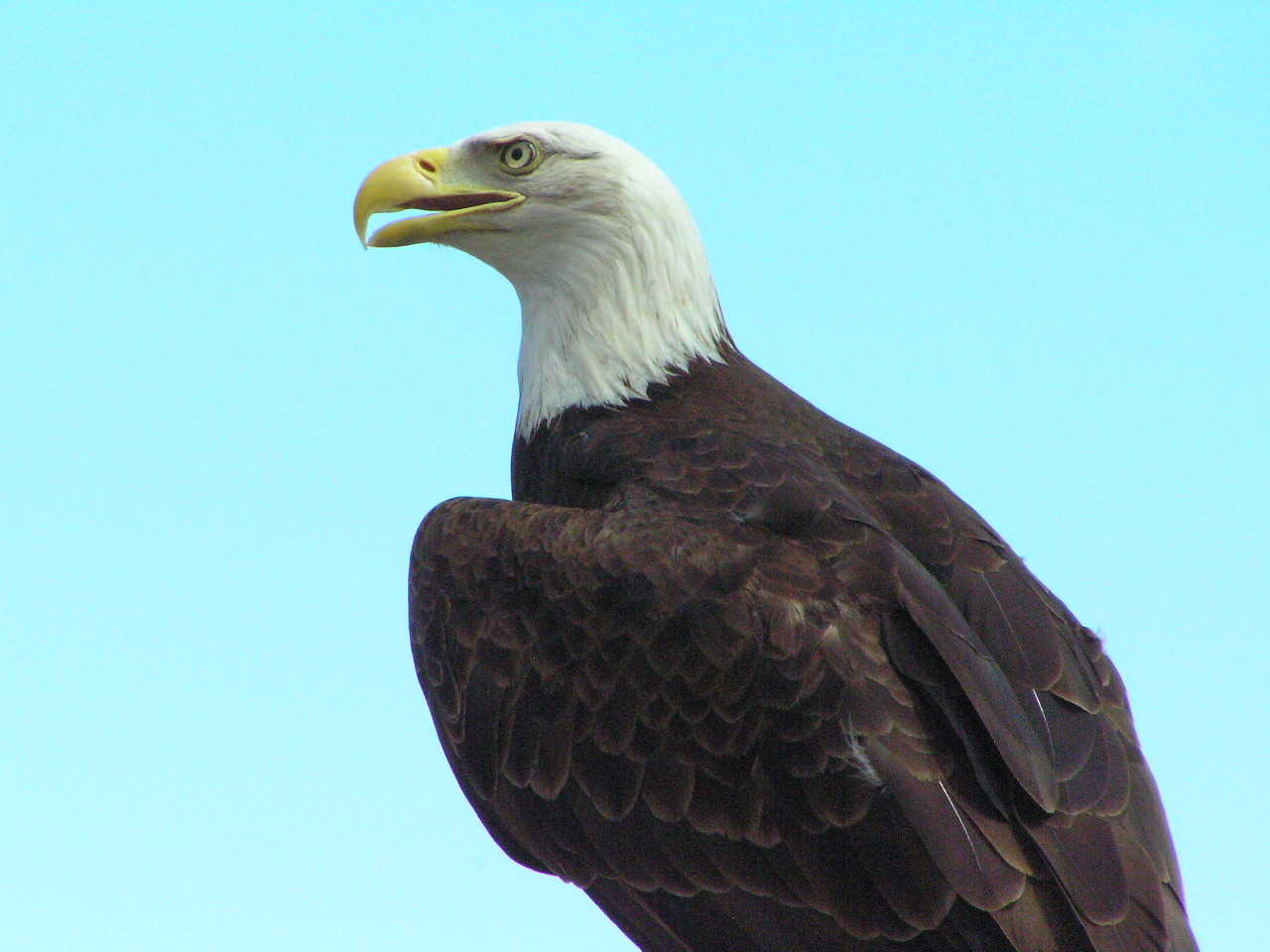 a bald eagle sitting with its beak raised