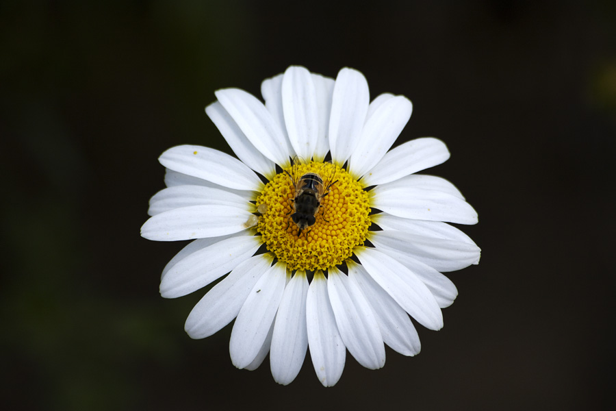 a bee sitting on the center of a white flower