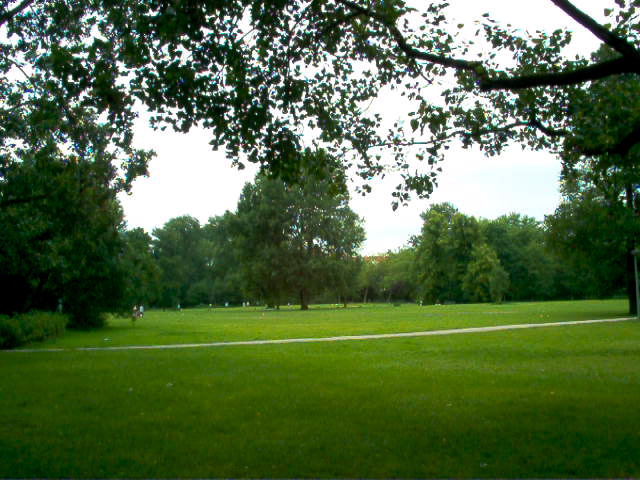 trees surround a grassy field with several lines