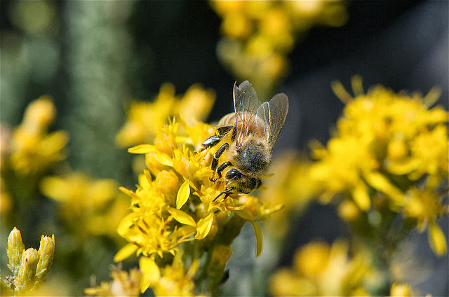 a bee flying away from some yellow flowers