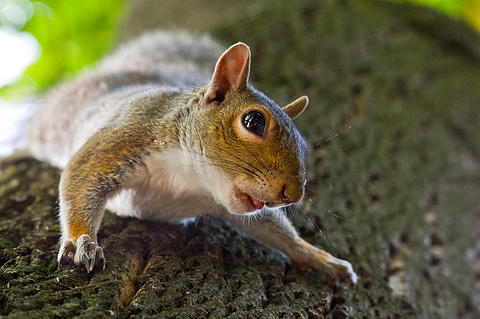 an animal that is on top of a tree