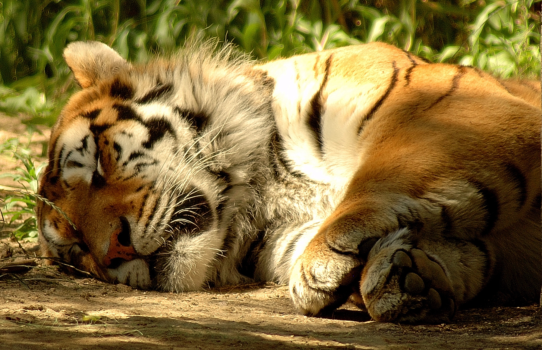 a tiger laying in the shade of some plants