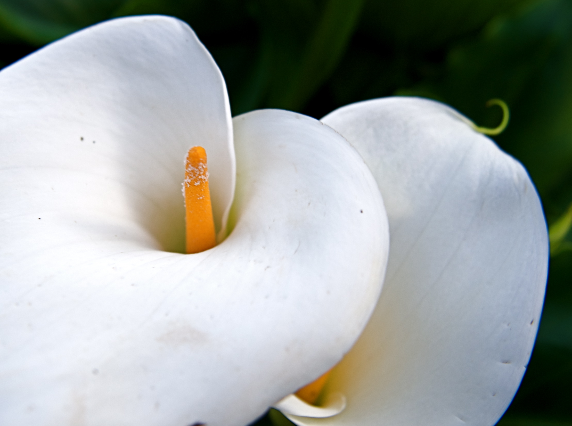 a close up image of white flower with yellow stamen