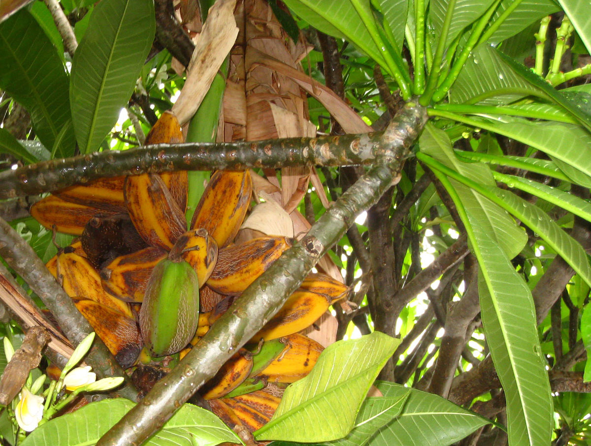 a bunch of green and yellow bananas growing on trees