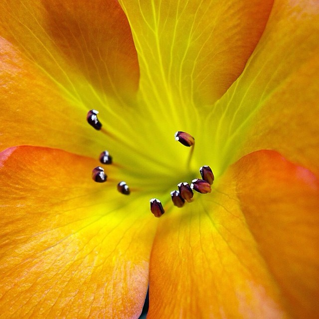 a bright yellow flower that is very close up