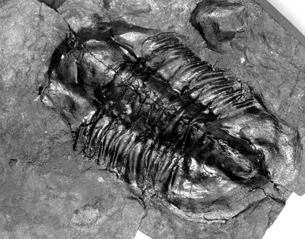 a black and white po of an animal fossil