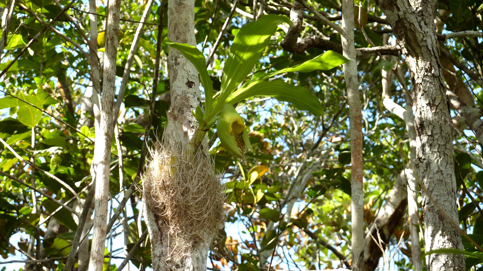 tree nches and leaves with some brown on them