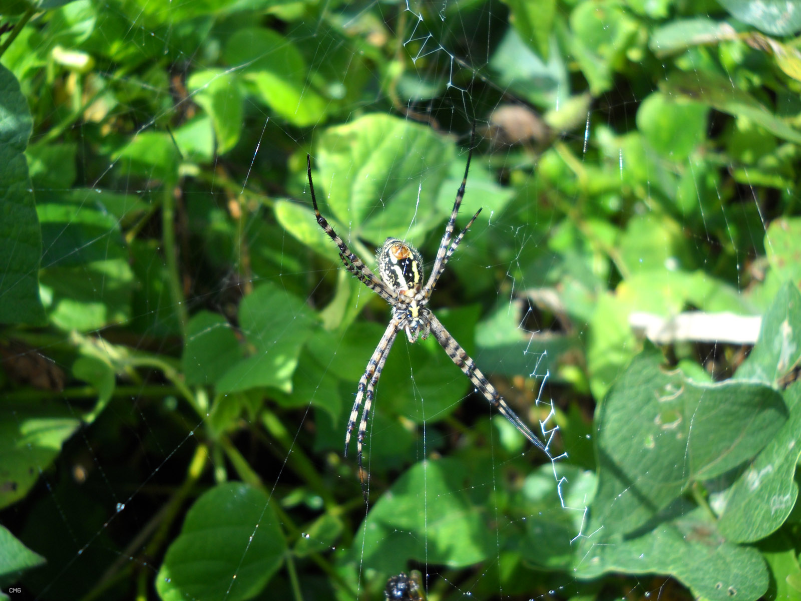 there is a large spider that has caught a mouse