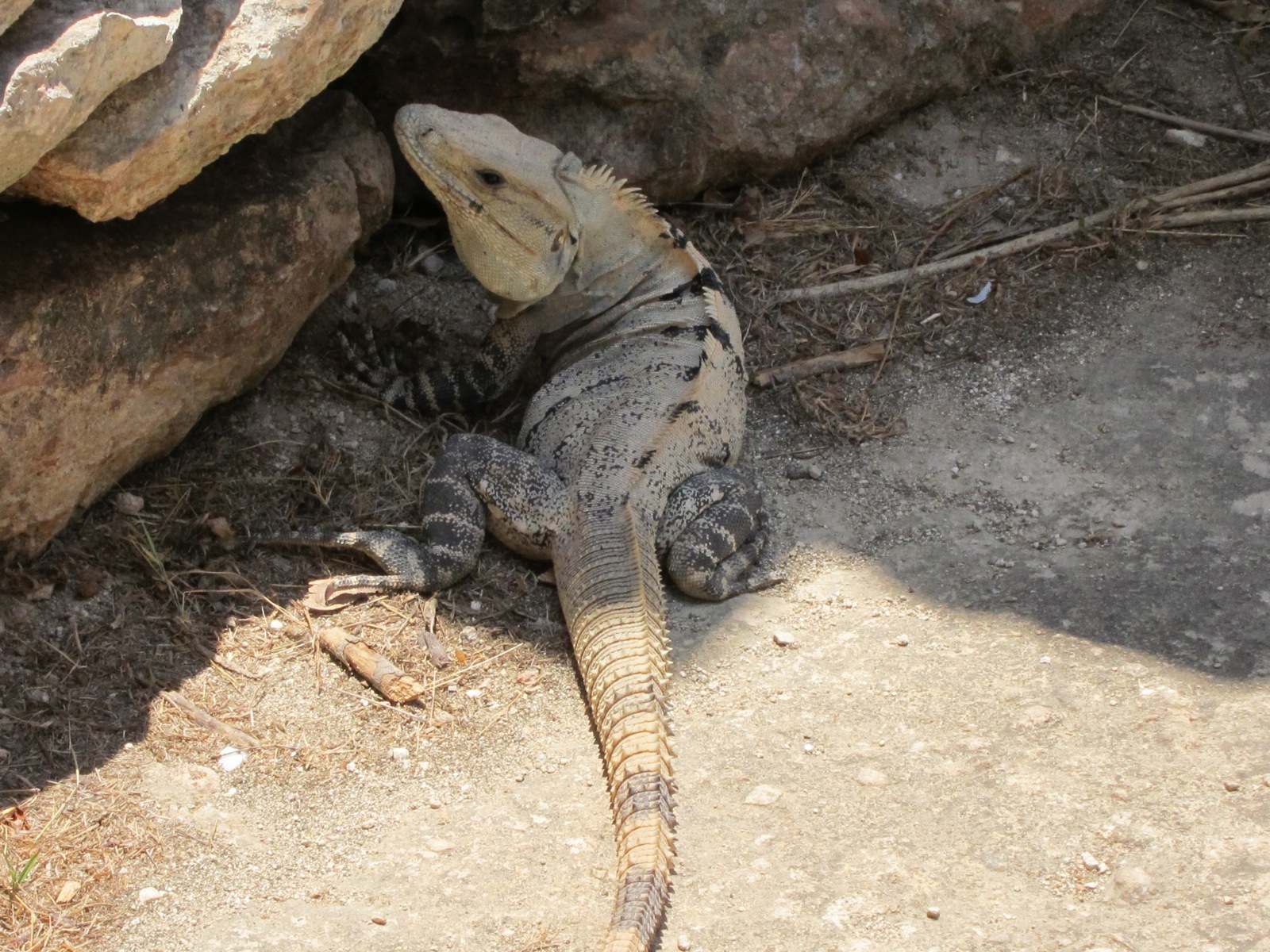 a lizard sitting on the ground near some rocks