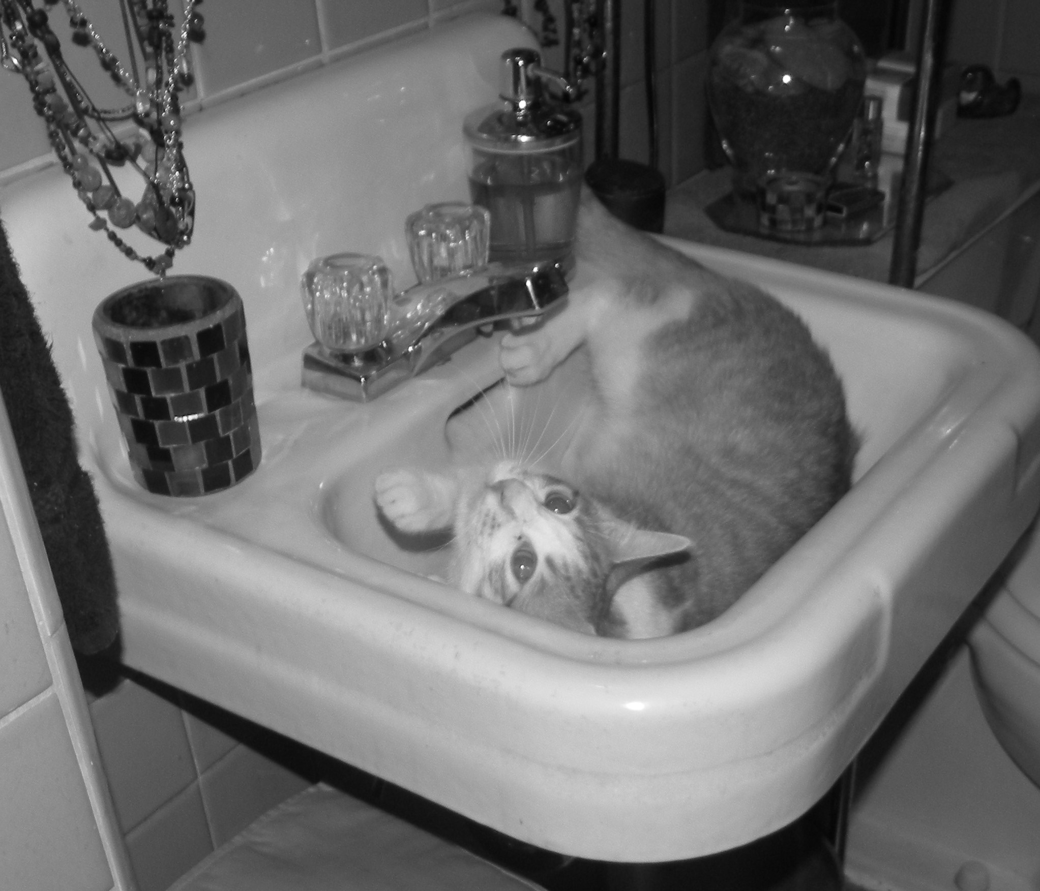 a cat is drinking out of a sink in the bathroom