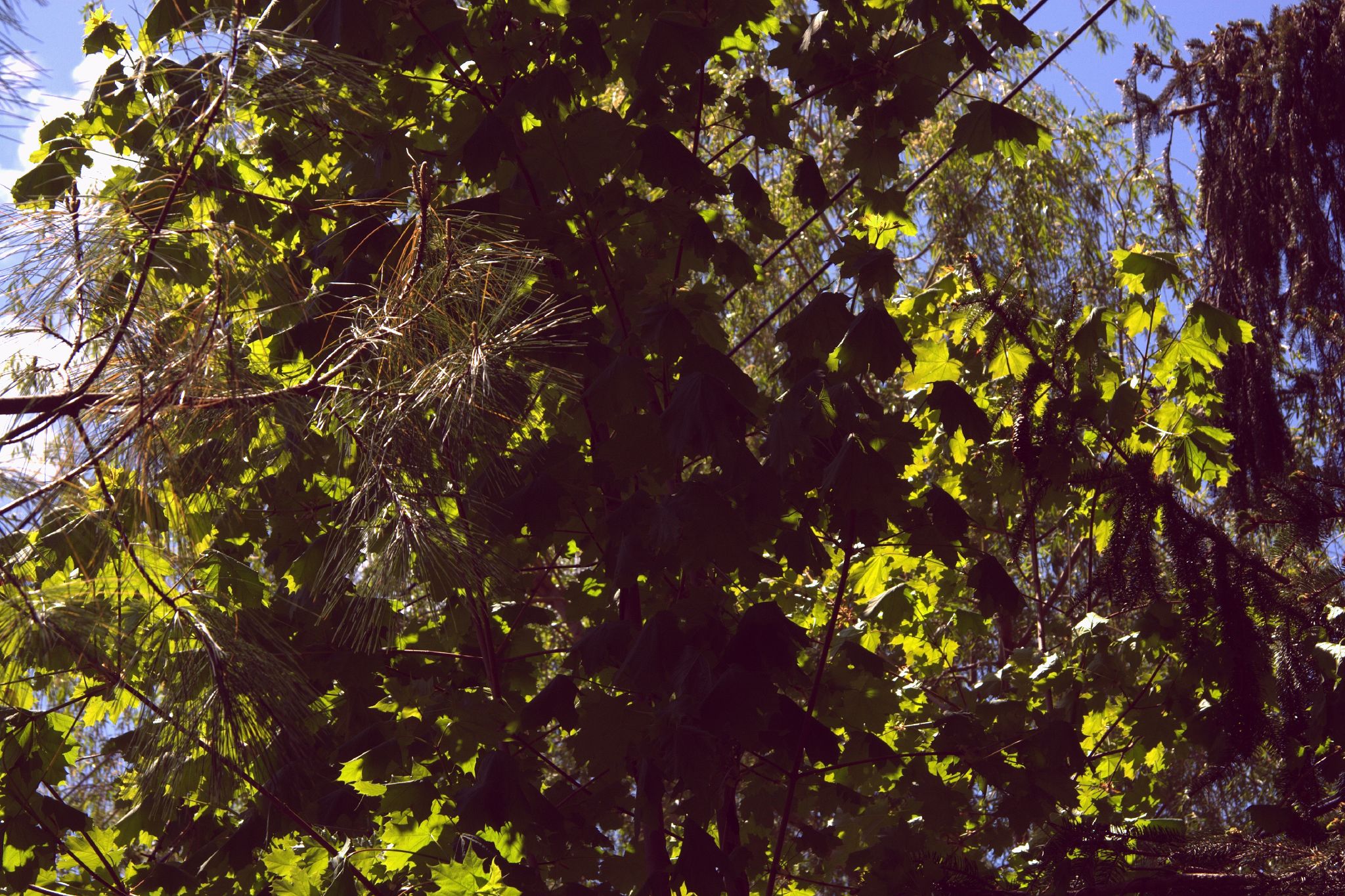 a bunch of leaves hanging from a tree in the middle of the day