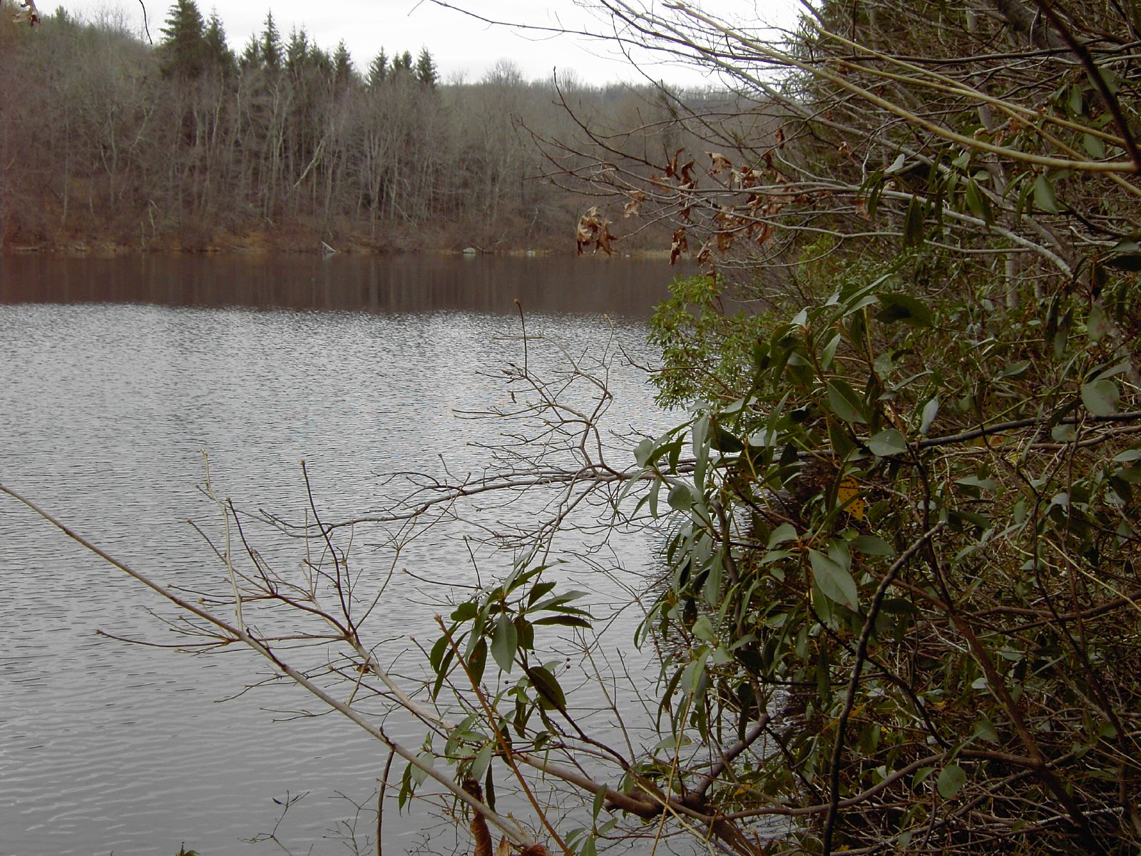 the trees are turning brown by the water