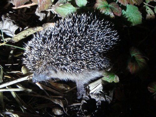 a small hedgehog walking through leaves at night