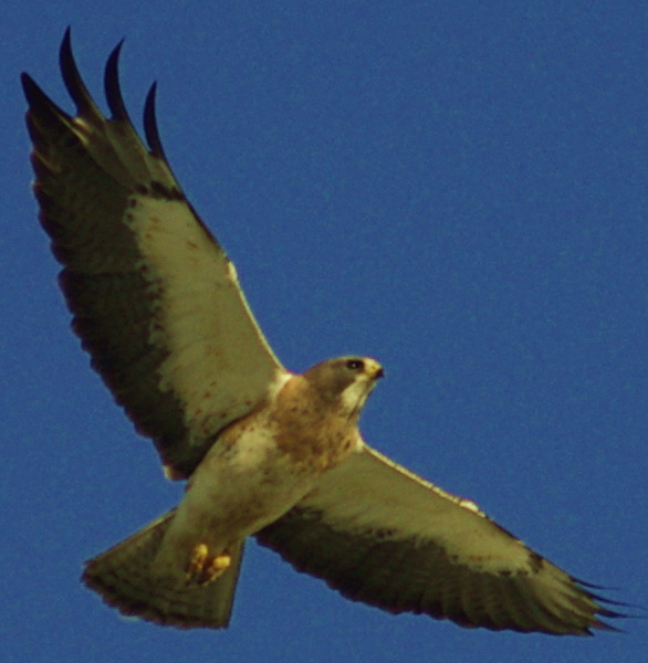 a hawk flying in the air with wings extended