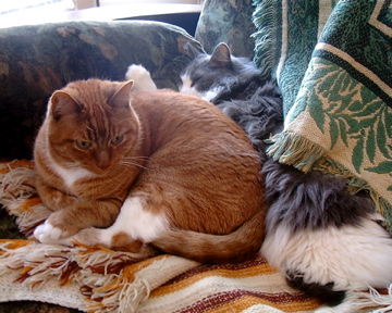 three cat snuggling on a sofa covered in blankets