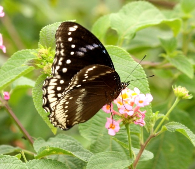 the brown and black erfly is resting on pink flowers