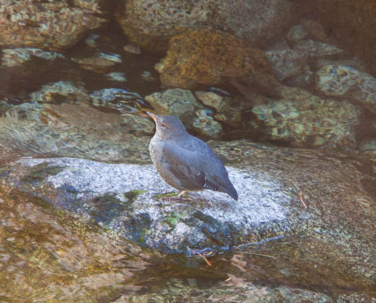 a small bird standing on a rock with moss