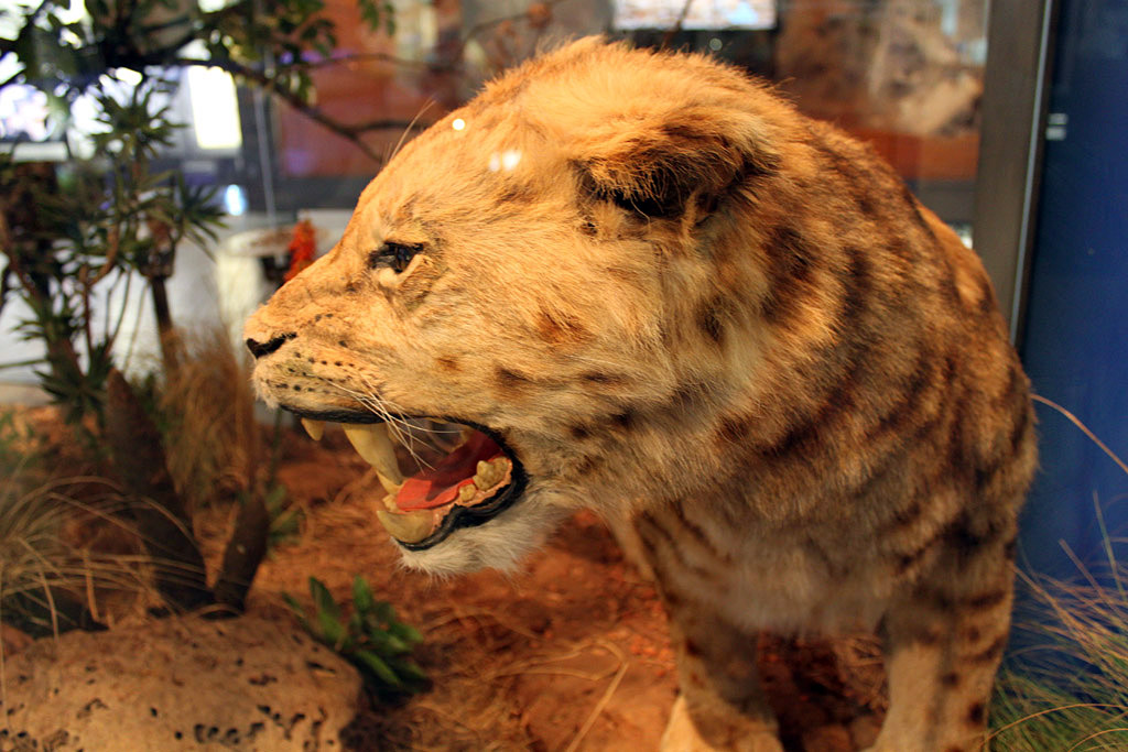 an animal display in a glass case filled with dirt