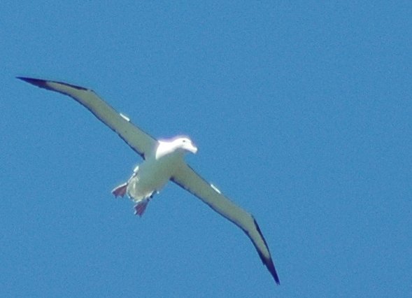 a white seagull is soaring through the clear blue sky