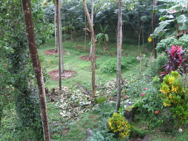 a small clearing in the middle of an area