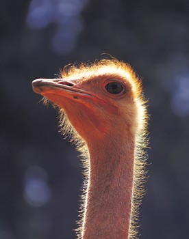 an ostrich is looking at the camera lens