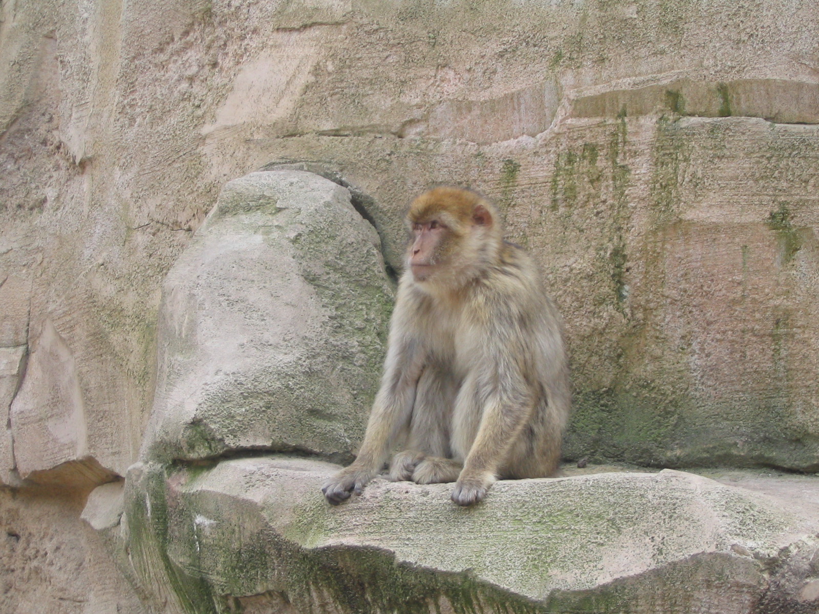 a monkey is sitting on some rocks near the water