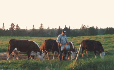 two men stand in front of a herd of cattle