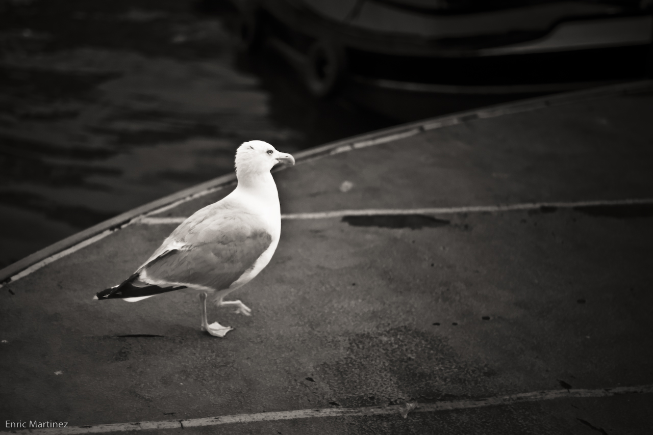 a bird standing on concrete next to water