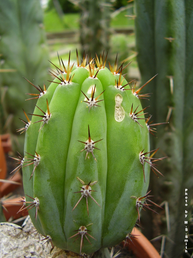 the large cactus is full of spikes and tiny leaves