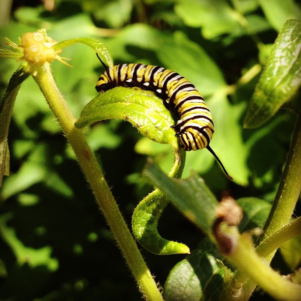 a caterpillar on a plant looks around