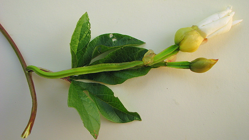 a flower bud is placed on top of a leaf