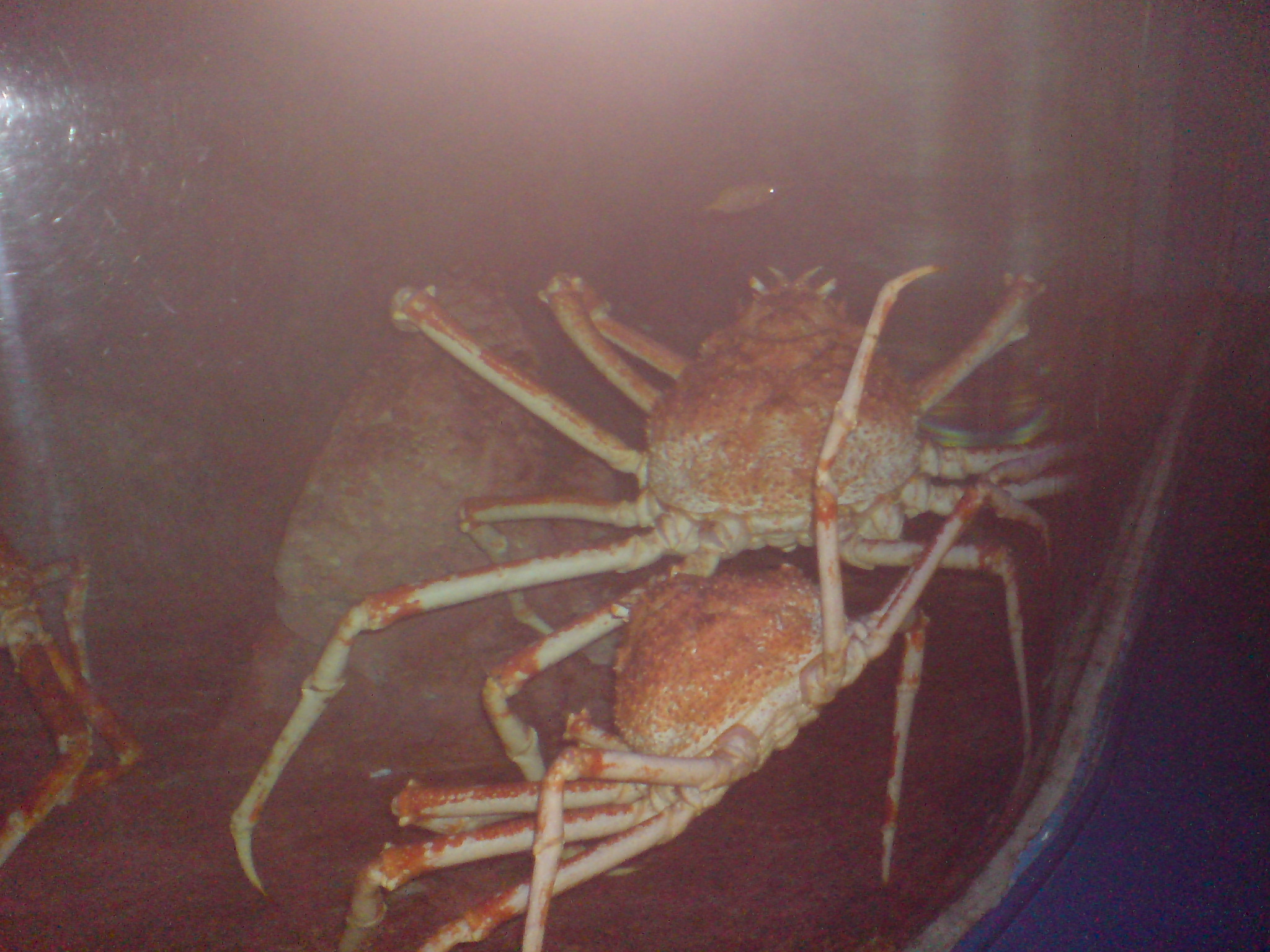 a large crab is sitting in a tank