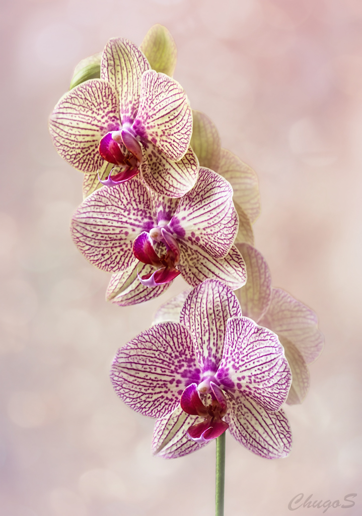 two purple orchids are in full bloom