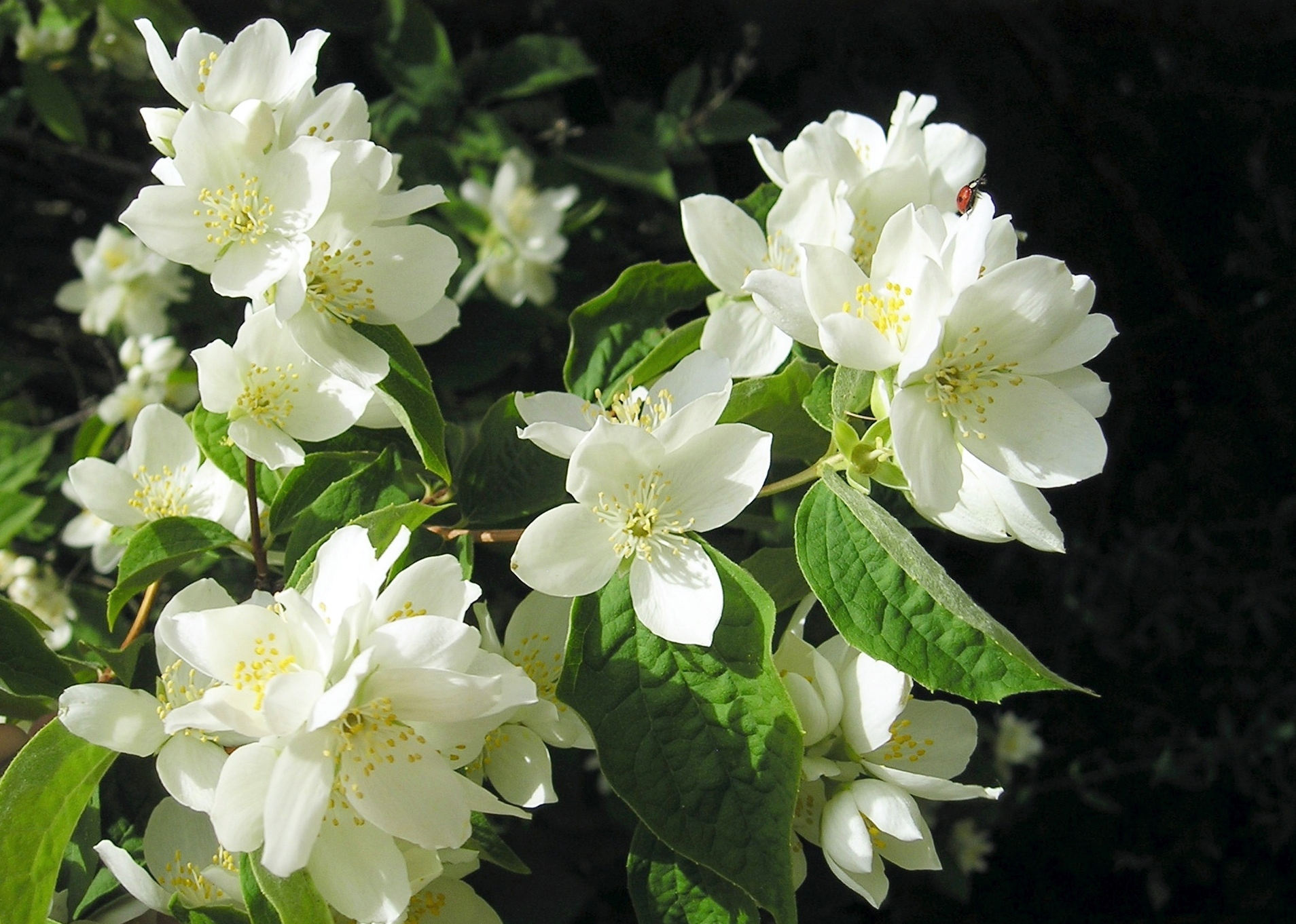 a group of white flowers sitting on top of a green leaf filled field