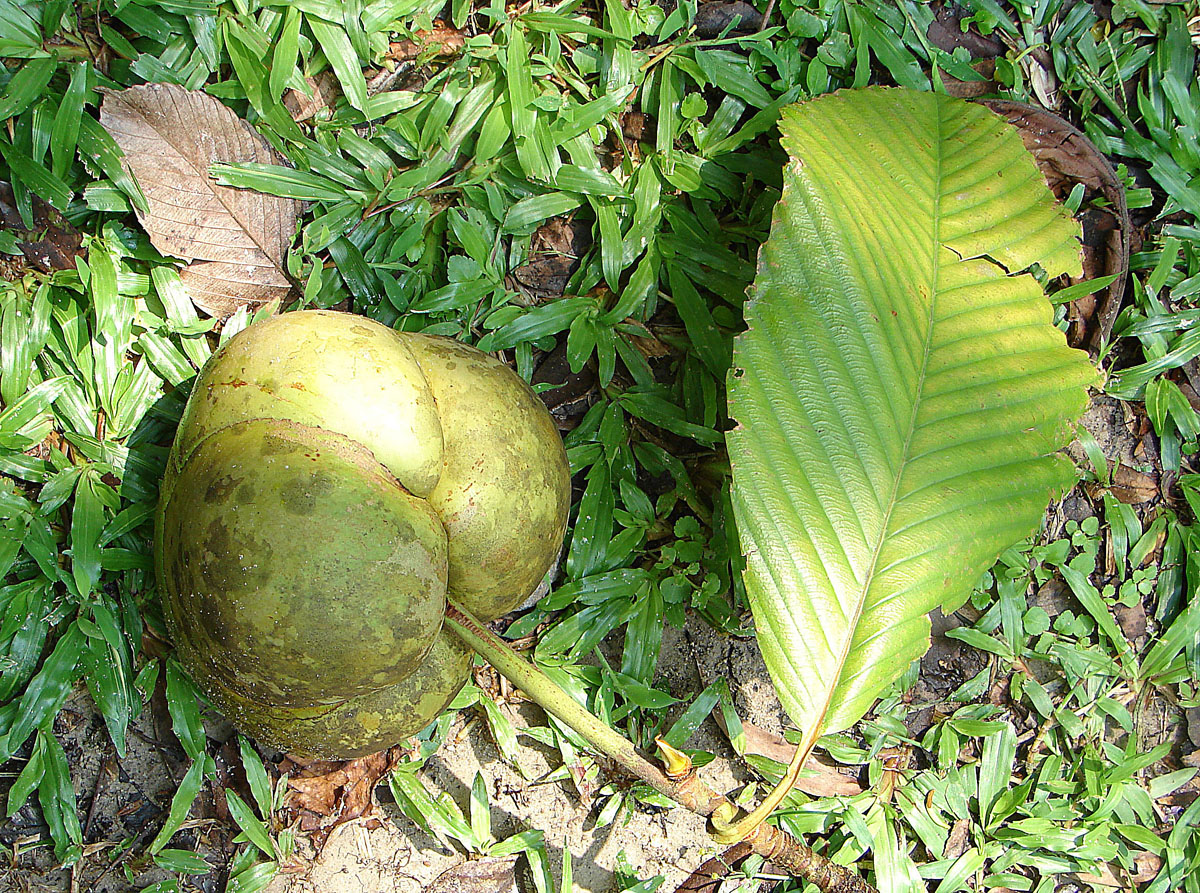 a banana on the ground, next to some leaves
