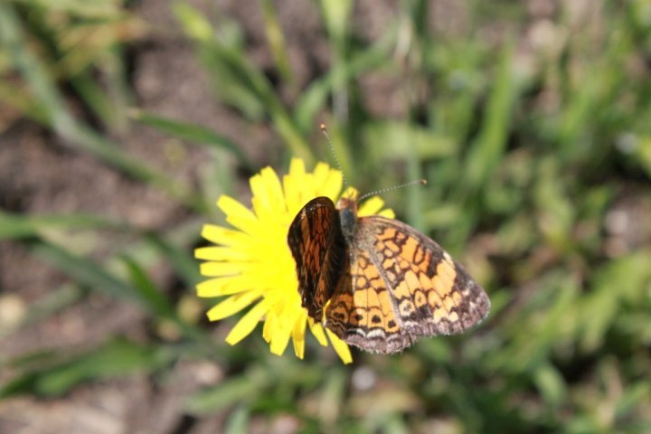 a close up of a erfly on a flower