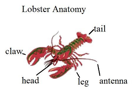 a diagram of different types of lobsters