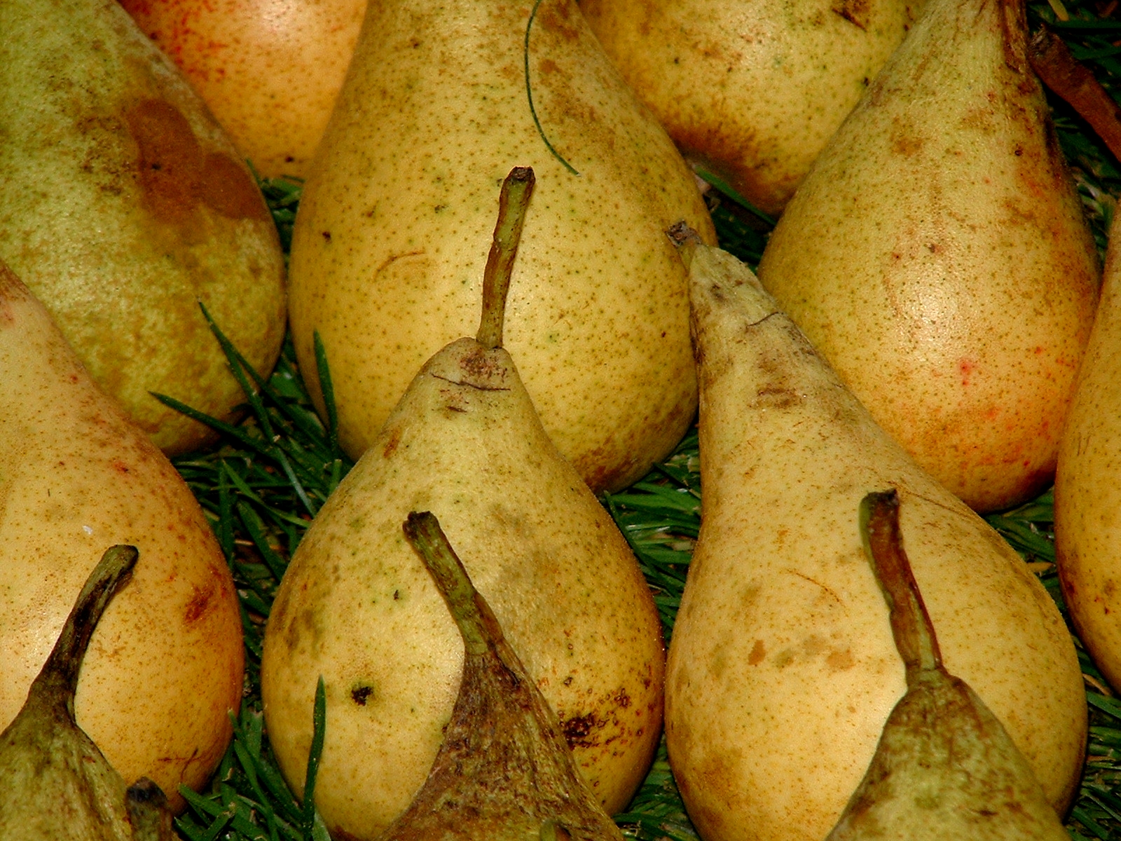 several pears and a pear split in pieces together