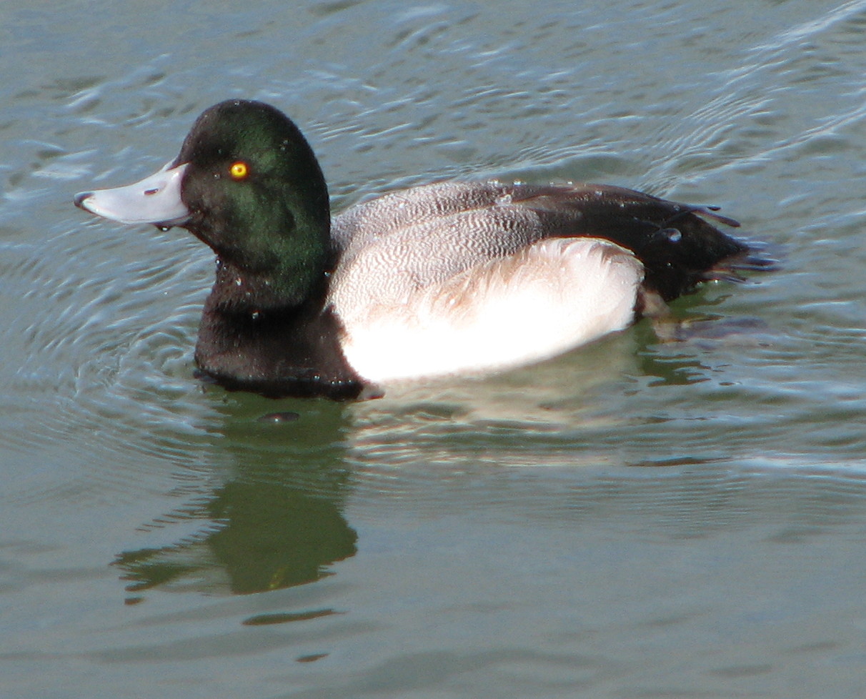 a duck is swimming on a lake