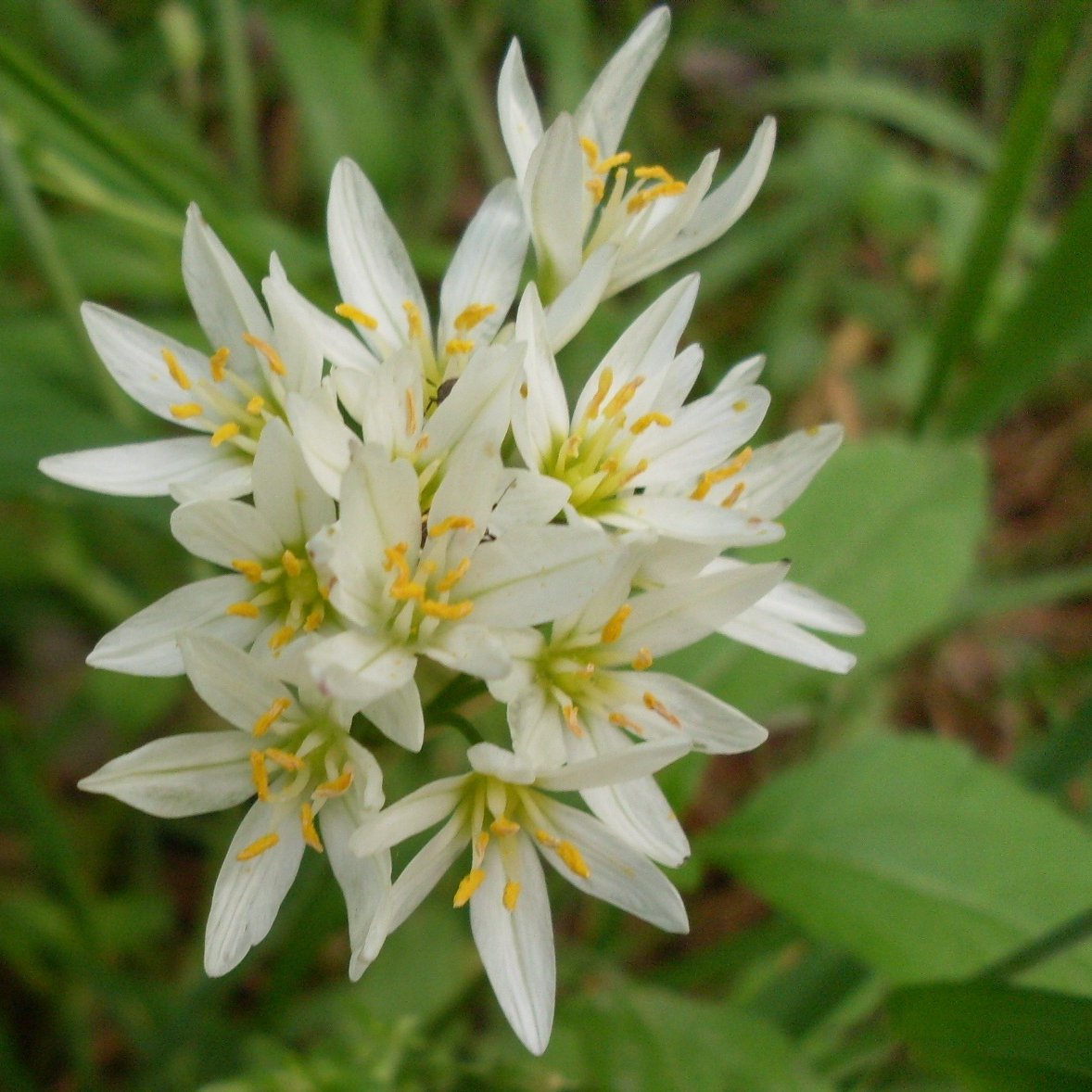 a small white flower is growing next to a grass
