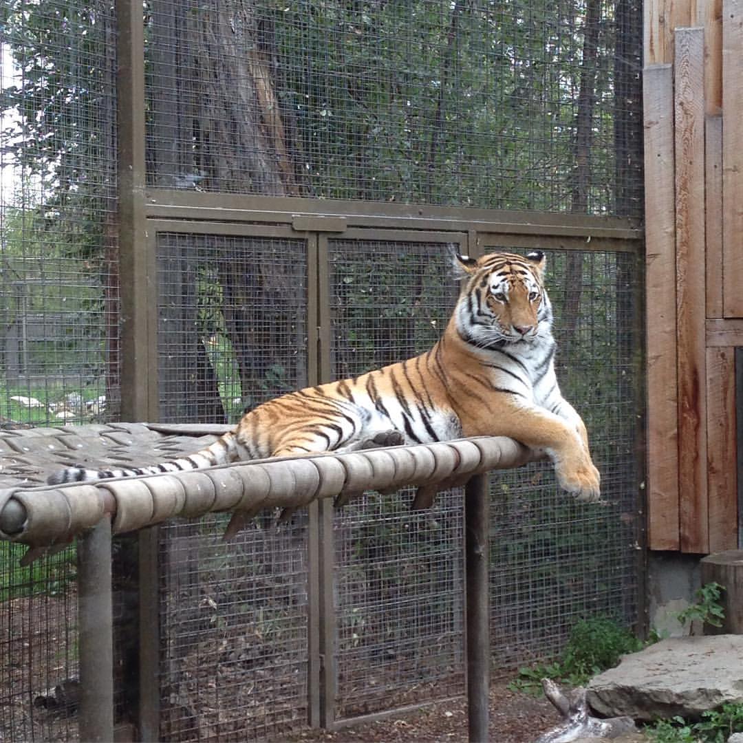 a large tiger resting on a perch in a cage