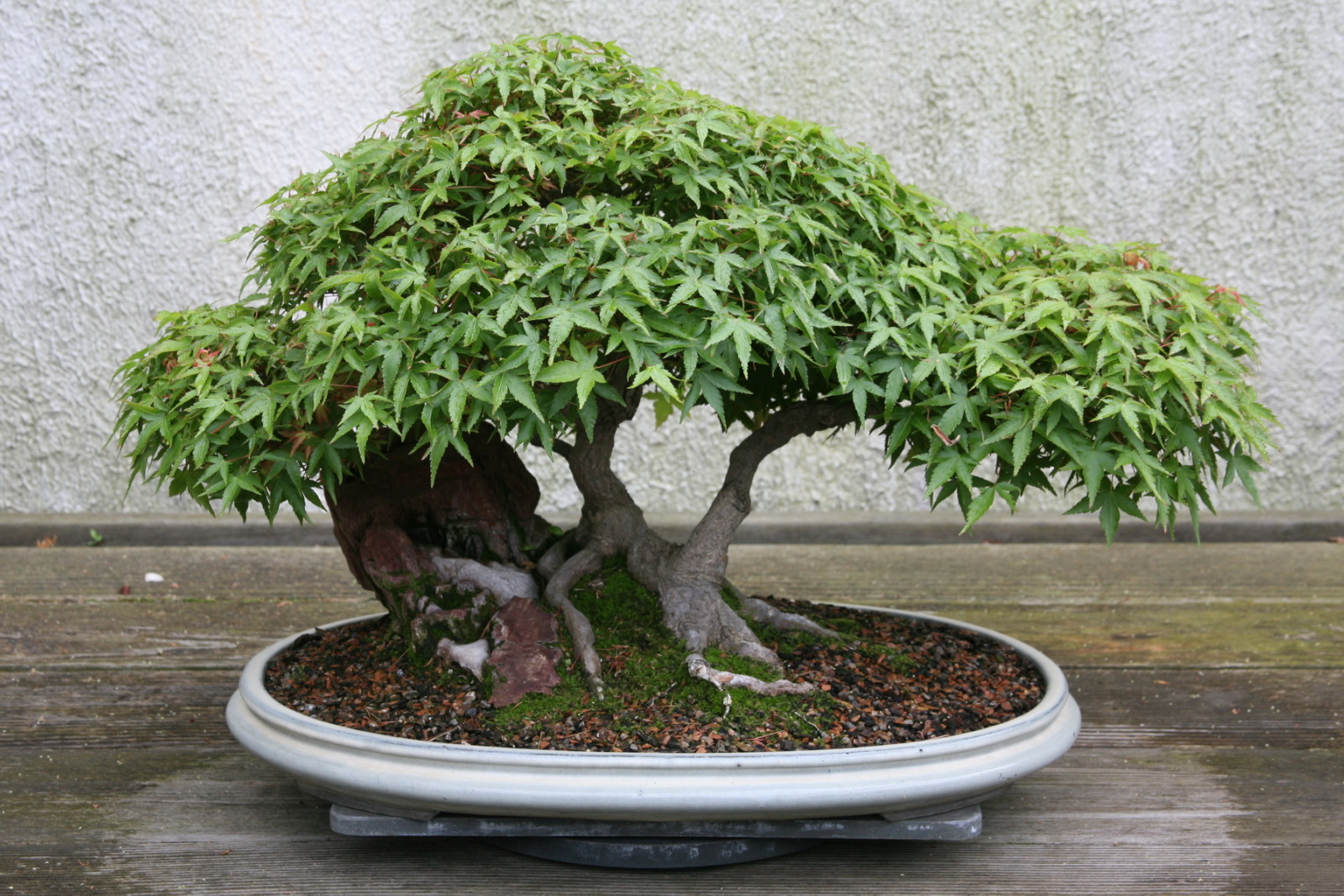 a small tree with three large trunks in a white pot