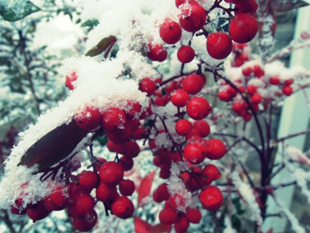 close up of berries with snowy plants in the background