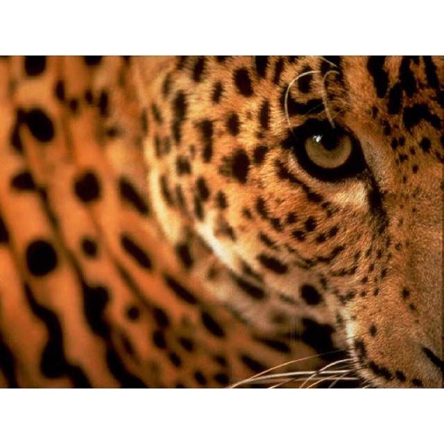 the large leopard is sitting with a blurry look on his face