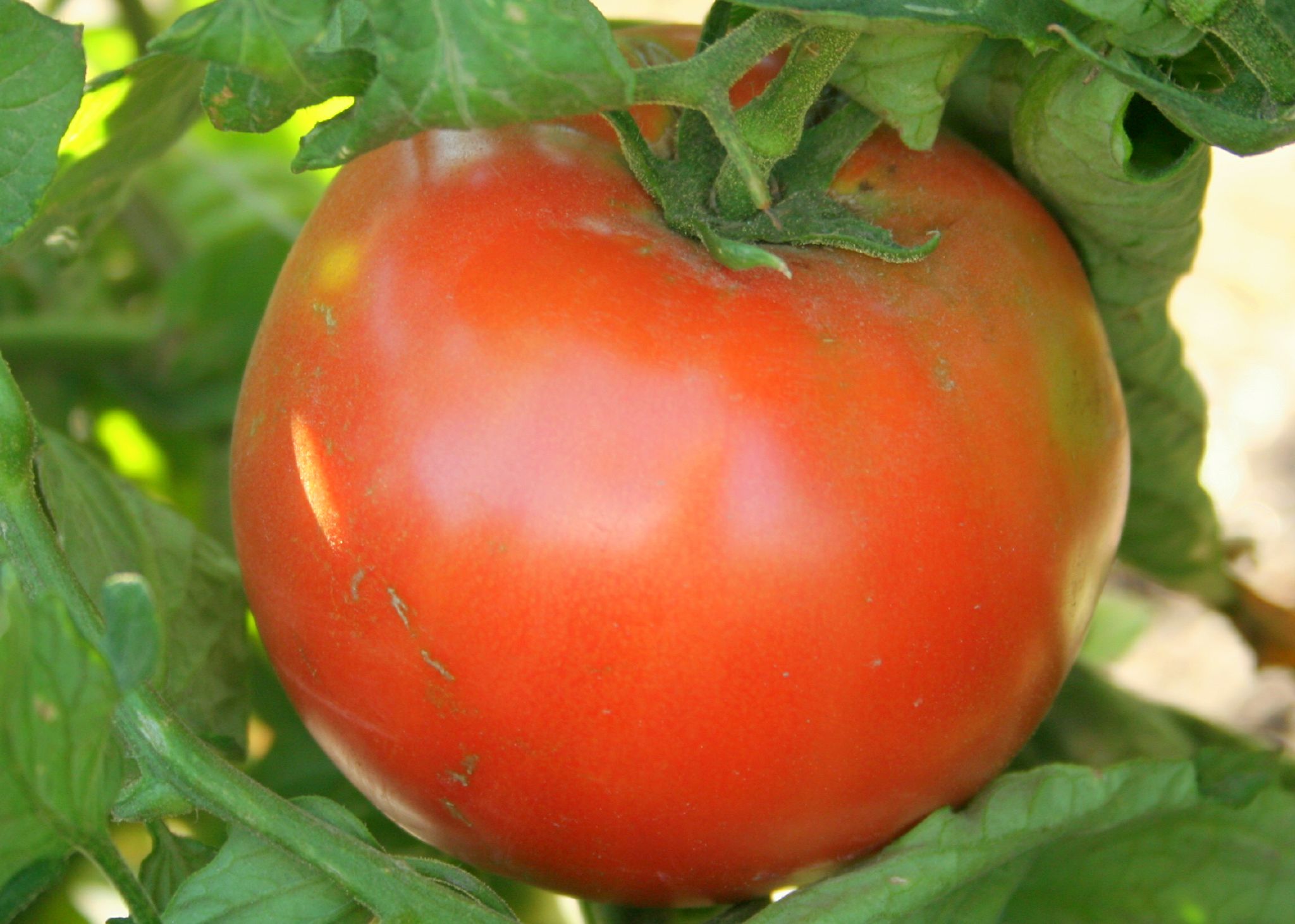 this is a large tomato growing on the tree