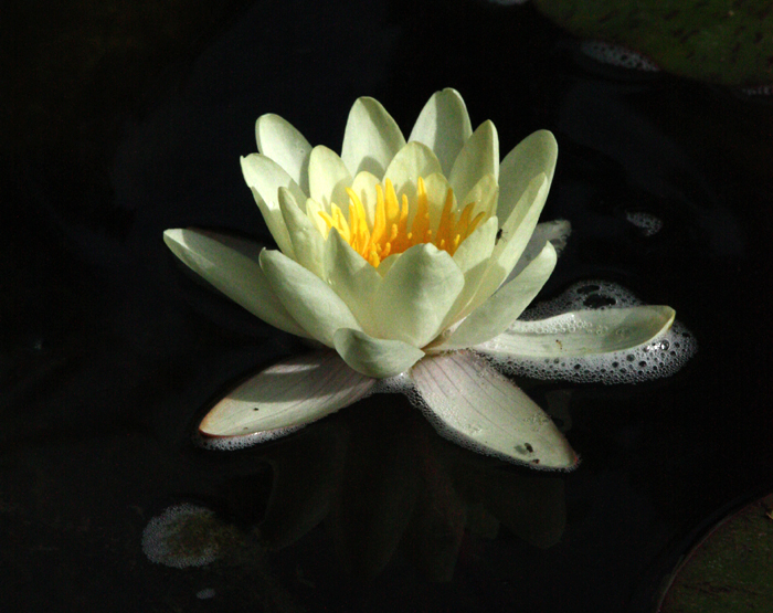 a yellow water lily with leaves floating in it