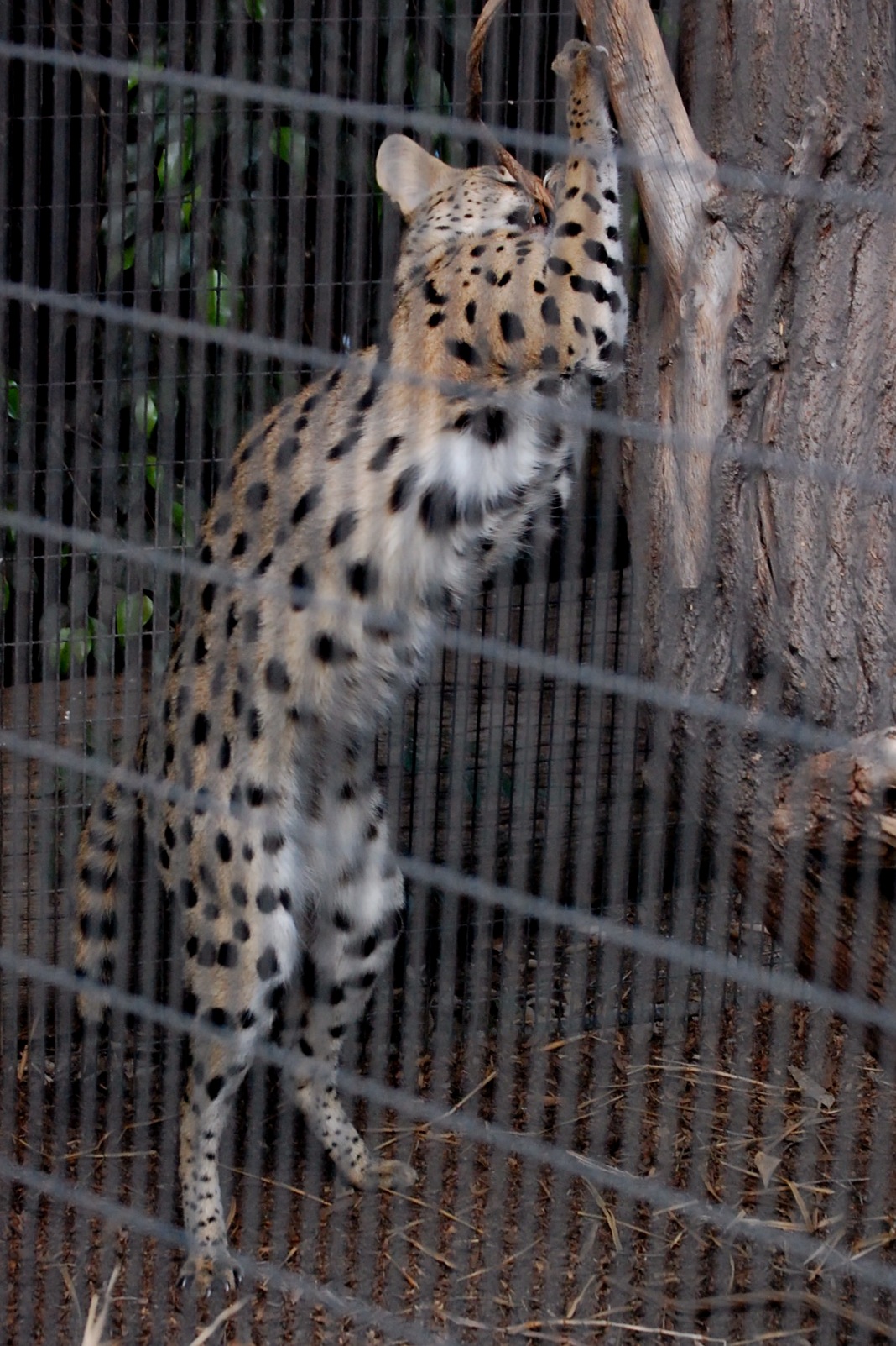 a big cheetah standing up against a tree behind a fence