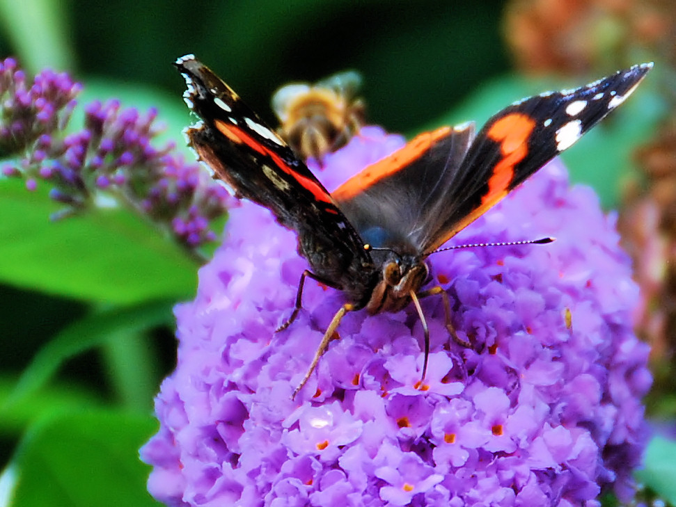 two erflies standing on top of purple flowers