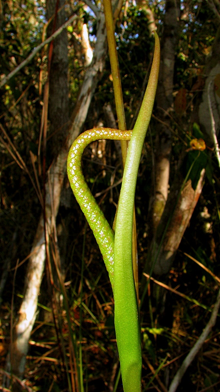 a green plant with large, curved leaves