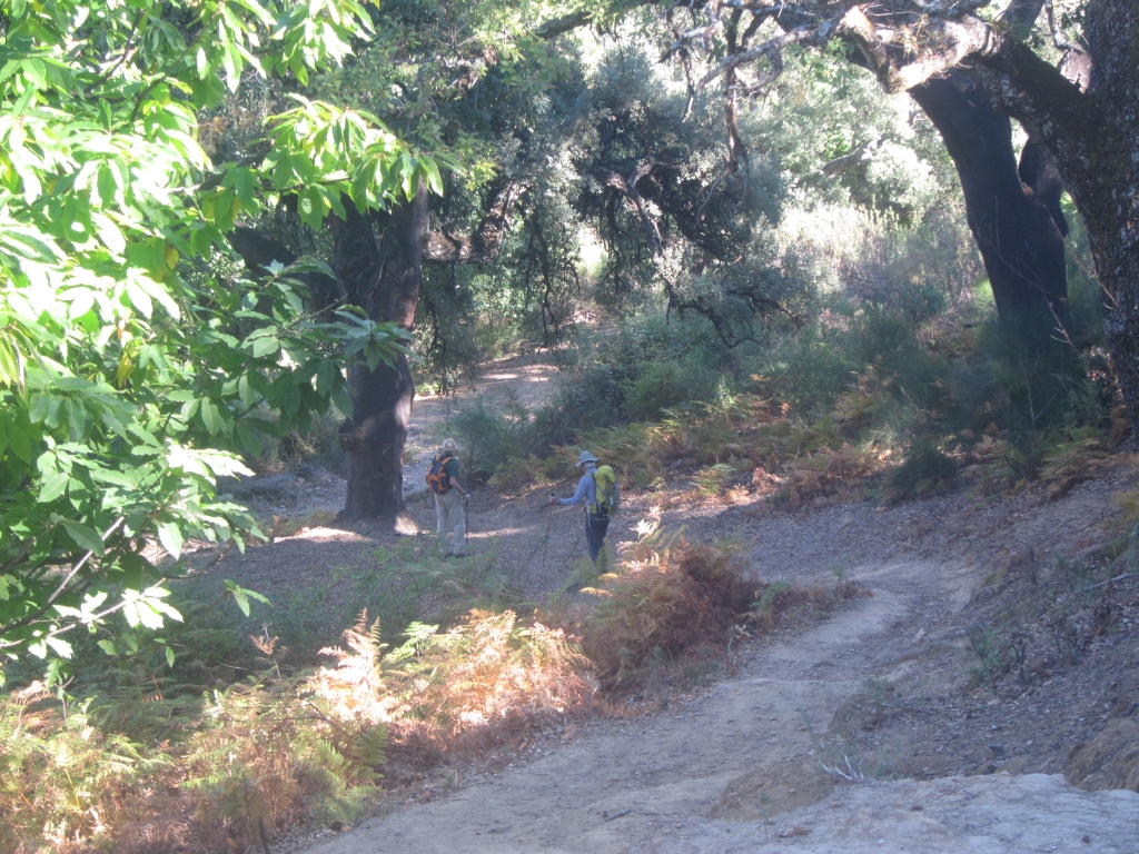 two people are walking up a path among the trees